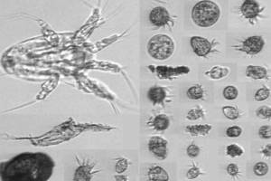 Phytoplankton and zooplankton