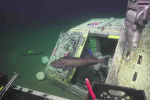 Sablefish swims past ocean observing equipment on seafloor