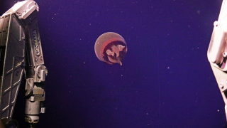 A “Big Red” jellyfish swam past the ROV Jason