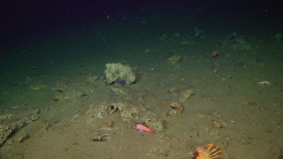 The Southern Hydrate Ridge is rich in animals