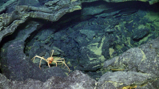 A spider crab explores a collapsed, frozen lava lake
