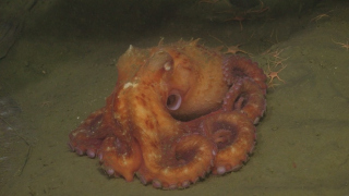 Octopus on the Pacific seafloor