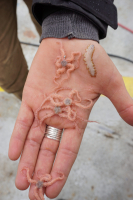 Brittle star and scale worms
