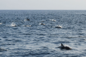 Dolphins in the Atlantic