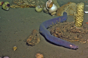 Purple hagfish on seafloor