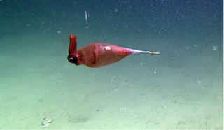 Cockatoo-Squid