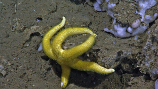 Yellow starfish close-up