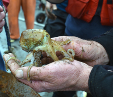 Octopus