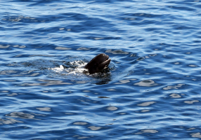 Pilot whale