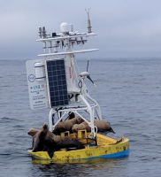 California Sea Lions on Endurance Mooring