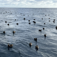 Albatross came to inspect recovery operations