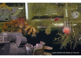 Pink-Sea-Urchin