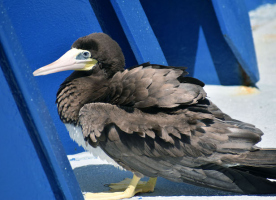 Brown booby