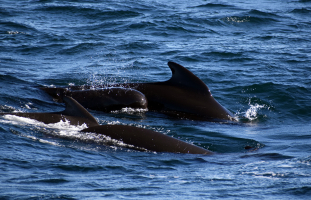 Pilot Whales