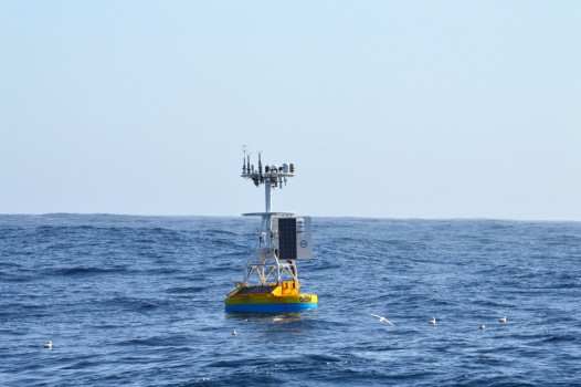 The newly deployed Irminger Sea Array Global Surface Buoy floats along the surface as seabirds investigate. The Global Surface Mooring will collect data from sensors distributed throughout the water column and transmit it back to shore via satellite. In this strongly forced ocean region, the surface meteorological and turbulent air-sea flux sensor packages will contribute much sought after information about the interaction between the atmosphere and ocean. (Photo Credit: Sheri N. White)