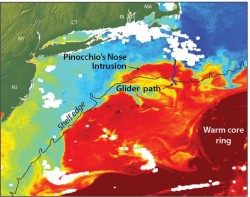 Satellite imagery shows the exchange of warm core ring water (red) with the colder continental shelf waters (blue). Satellite imagery, however, could not help scientists determine the underlying process for the warm water intrusion; instead they used data from ocean robots or “gliders” recently installed off the coast of Massachusetts. The scientists have dubbed the events “Pinocchio’s Nose Intrusions” (PNI) because the warm intruding water continues to ‘grow’ for hundreds of miles, moving in the opposite direction from the northward movement of the Gulf Stream. (Illustration by Jack Cook, Woods Hole Oceanographic Institution)