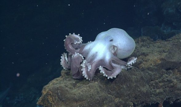 A Graneledone Octopus ignores ROPOS at El Guapo hydrothermal vent on Axial Seamount's caldera. Photo credit: NSF-OOI/UW/CSSF; Dive R1723; V14