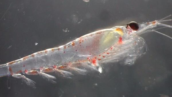 Zooplankton, including this Euphausia pacifica, spend their days in deep water and rise to the surface to feed at night. They made an extra trip on Monday because they were fooled by the eclipse. (NOAA)