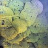 Northeast Pacific OOI Community Workshop Postponed Due to COVID-19 thick mat 2