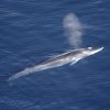 From Whale Songs to Volcanic Eruptions: OOI’s Cable Hears the Sounds of the Ocean Finhval_(1)
