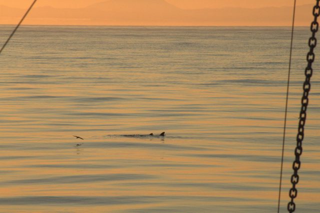 Sunrise at sea with gull and sea lions.