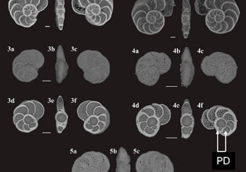 Lobatula wuellerstorfi specimens recovered from plastic substrates at the OOI Endurance Oregon Offshore (575 m water depth) after 264 days of deployment. Each specimen (1–5) is shown in six standardized views for comparative analysis. Specimens 1 and 2 represent microspheric forms; specimens 3–5 are megalospheric individuals that recently completed their first whorl and are smaller in overall test diameter. All scale bars = 100 μm.  The proloculus diameter, PD, is indicated on specimen 4f.