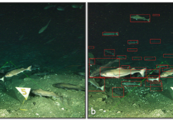 Example digital still image from the cabled camera at the Regional Cabled Array methane seep site Einstein’s Grotto, Southern Hydrate Ridge. a) Schools of black cod forage above the sedimented seafloor in this nutrient rich environment. Clam shell chaff collects in depressions. b) Annotated image using a human-in-the-loop workflow built around YOLO. A detector trained on manually annotated imagery ran inference over the full image set and wrote YOLO text files with predicted classes and bounding boxes.